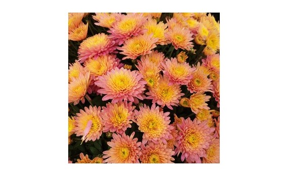 Les Fleurs de Toussaint