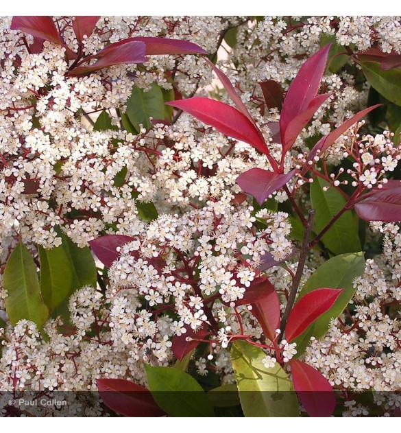Photinia fraseri 'Red Robin'