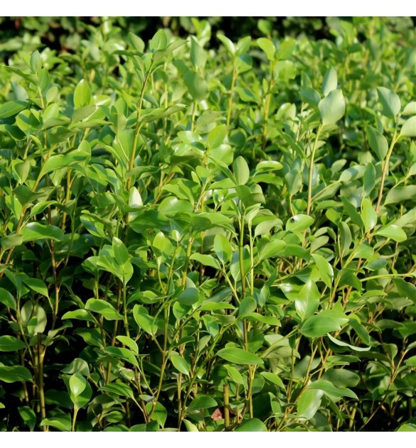 Griselinia littoralis — free download