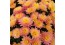 Les Fleurs de Toussaint